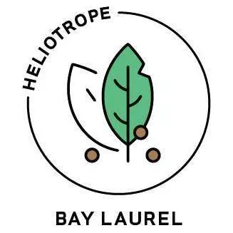 Essential Oil - Bay Laurel